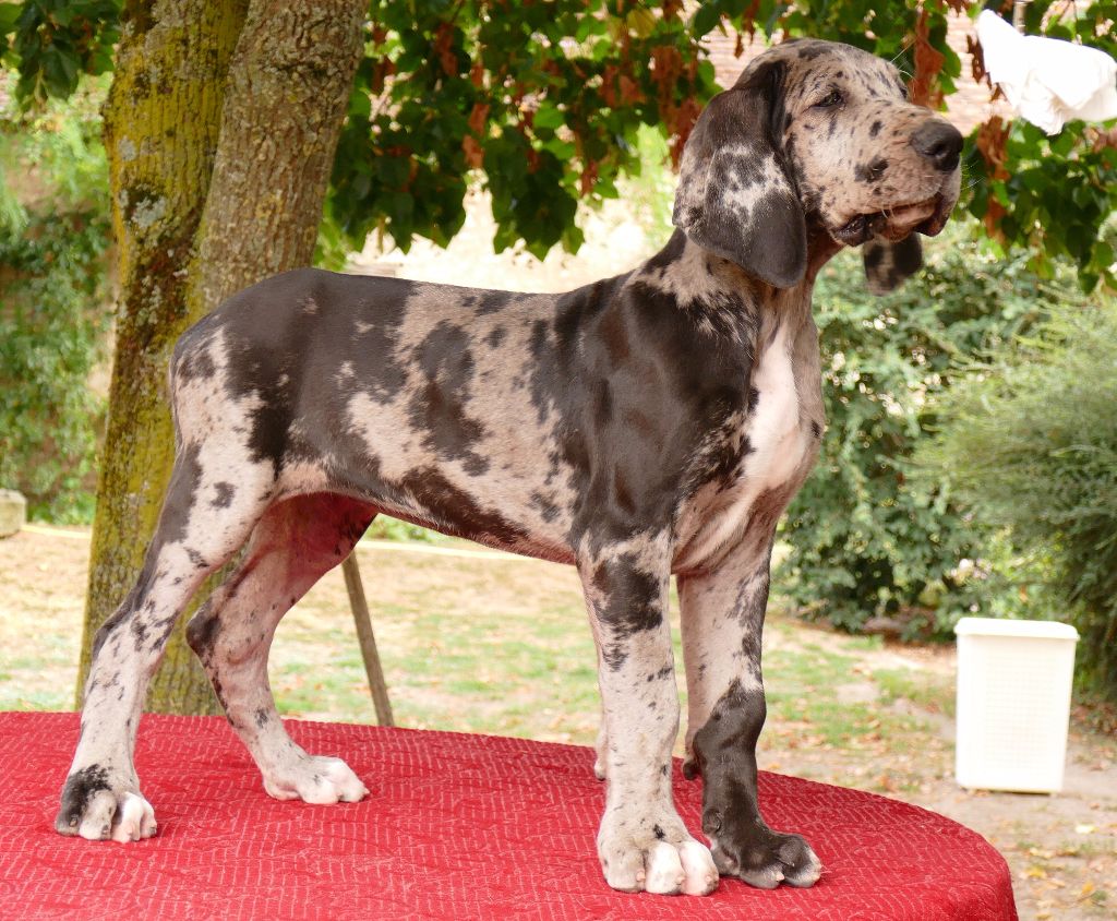 Des petites verniéres - Chiots disponibles - Dogue allemand